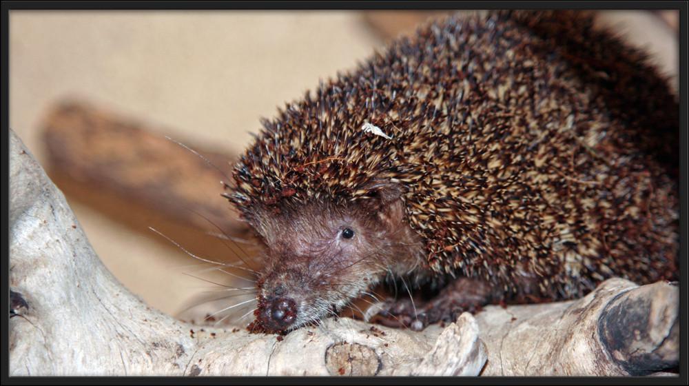 quels sont les animaux qui hibernent