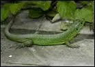Le lzard est-il un hibernant ?