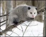 L'opossum est-il un hibernant ?