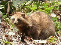 Le chien viverrin est-il le seul canid  hiberner ?