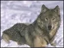 Le loup est-il un hibernant ?