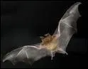 La chauve souris est-elle un hibernant ?