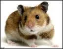 Le hamster est-il capable d'hiberner ?
