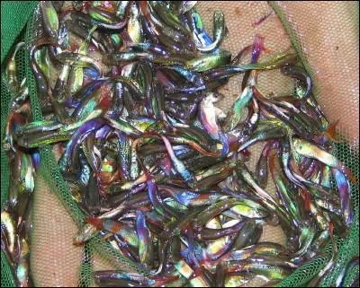 Le guppy est connu pour :