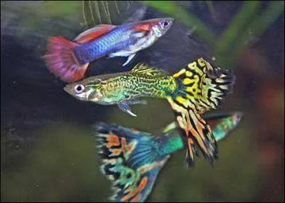 Quel est son rgime alimentaire ?