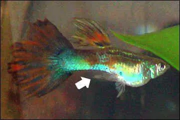 Comment s'appelle l'organe reproducteur du mle ?