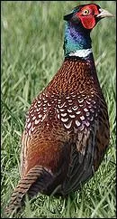 Quel est cet animal ?