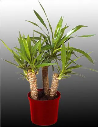 Quelle est cette plante ?