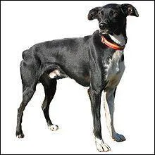 De quel croisement est issu le chien Eurohound ?