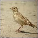 Pourquoi dit-on que je suis sans tte ?