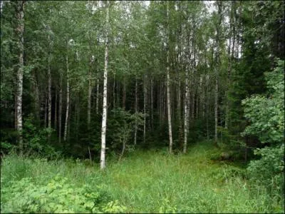 Et pour finir, les vgtaux de la strate muscinale mesurent...