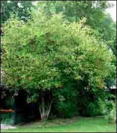 Le sureau fait partie de la strate...