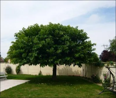 Le platane fait partie de la strate...