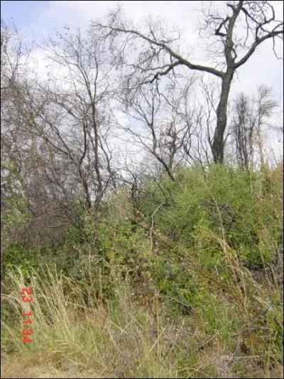 Les vgtaux de la strate arbustive mesurent...