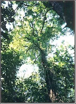 Les vgtaux de la strate arborescente mesurent...