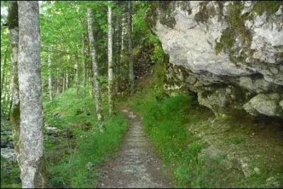 Les vgtaux de la strate herbace mesurent...