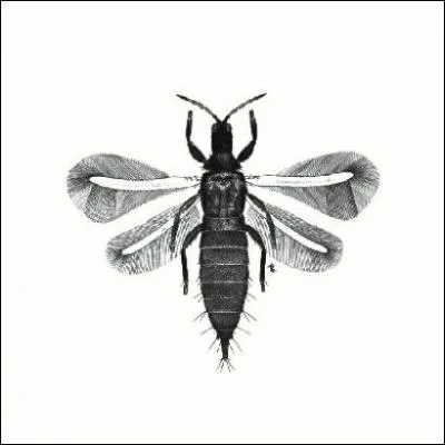 La forme du limbe de cette question est la mme que celle du corps de la gupe que vous voyez ci-dessous, le limbe est donc...