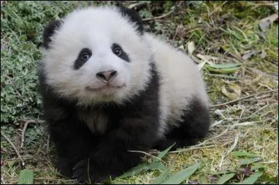 Quel est cet animal ?