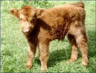 Quel est cet animal ?