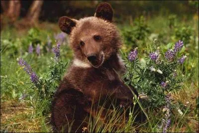 Quel est cet animal ?