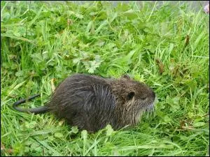 Quel est cet animal ?