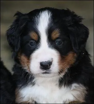 Quel est cet animal ?