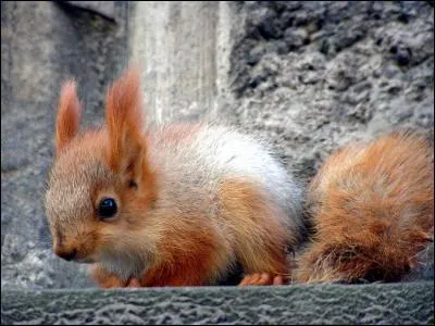 Quel est cet animal ?