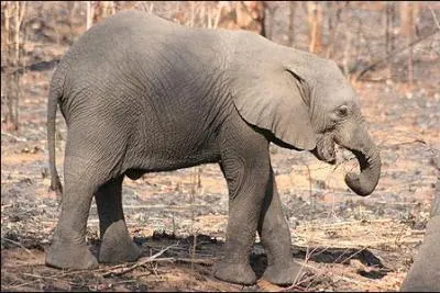 Quel est cet animal ?