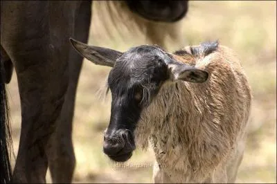Quel est cet animal ?
