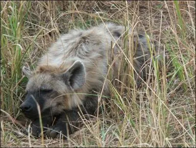 Quel est cet animal ?