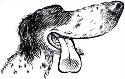 Quel est cet animal ?