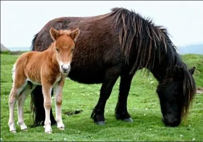 La race de poney/cheval la plus petite est celle :
