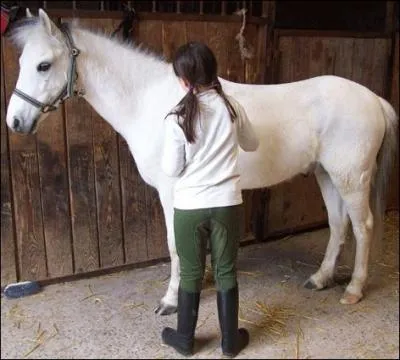 Les postérieurs du poney sont situés :