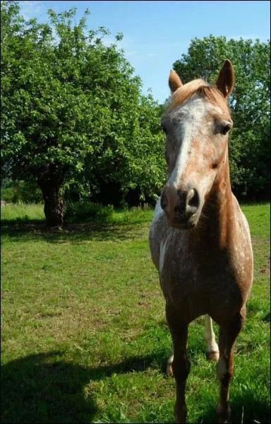 Un poney lymphatique a un tempérament :