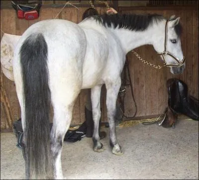 Un poney gris aux crins noirs a une robe :