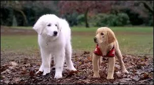 De quelles couleurs est le manteau de chien Nol ?