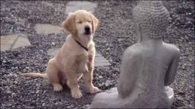 Sous quelle forme chiot Nol change-t-il le Bouddha ?