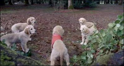  quel jeu les chiots jouent-ils dans la fort ?