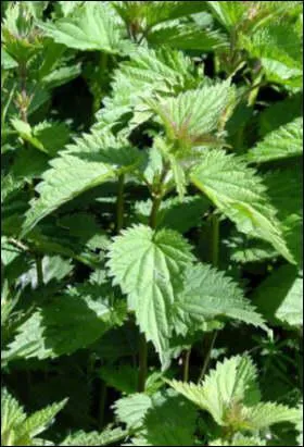 Qui jette des  chez son voisin les verra pousser dans son jardin