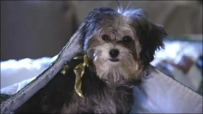 Comment s'appelle ce petit chien ?