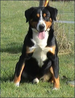 Quelle est cette race de chien ?