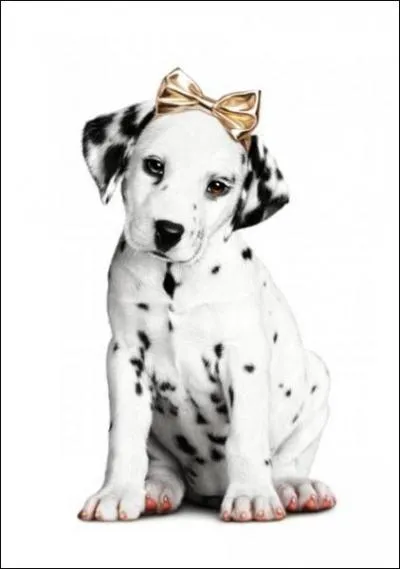 Cette chienne est de race...