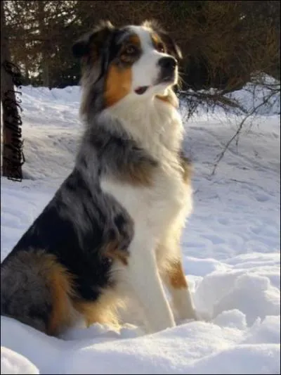 Et pour finir, ce chien est un...