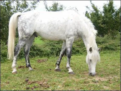 Quelle est cette race de poney ?