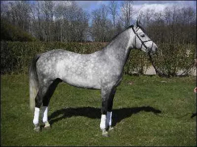 Comment s'appelle ce poney/cheval ?