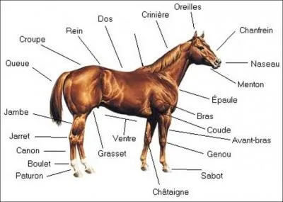 Quel est le nom manquant ?
