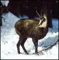 Montagne. Quel est cet animal montagnard ?