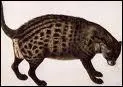 Animaux. Quel est cet animal au musc trs dvelopp et odorant ?
