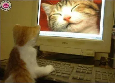 Ce Chat est sur le ... ( les chats n'ont vraiment rien d'autre  faire, pfff);