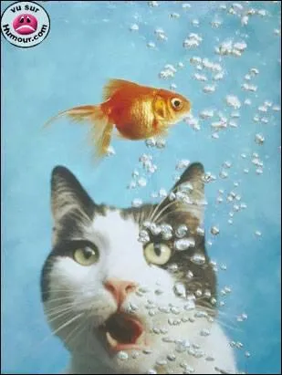 Le poisson rouge a russi son coup  ce que je vois. Question : Quel est l'autre nom du poisson rouge ?